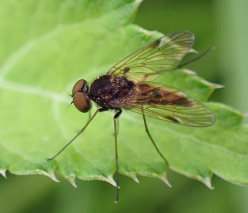 Chrysopilus cristatus